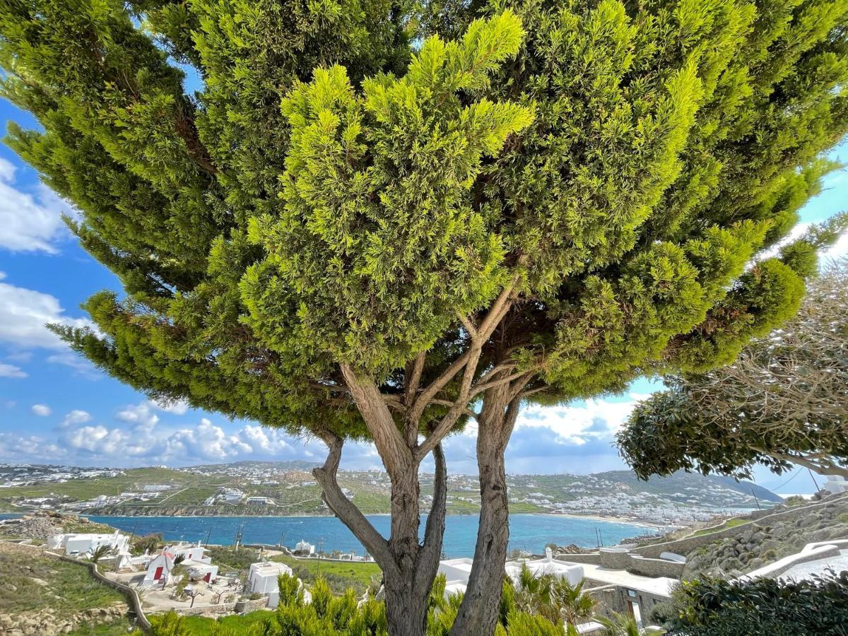 Yalos Mykonos Ornos Pouli Private Apartments W Shared Swimming Pool Mykonos Town エクステリア 写真